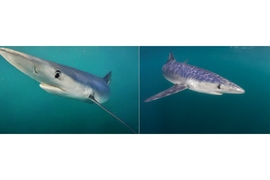 Side-by-side images of a blue shark underwater. One is an original photograph and the other was generated by AI, but it's hard to tell which one is real