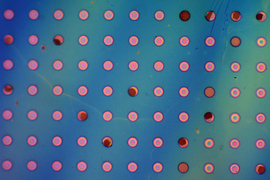 A polymer film suspended over a grid of microwells.