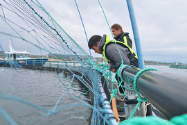 Beckett Devoe stands on the edge of a net pen, looking in, at a salmon farm on an overacast day.