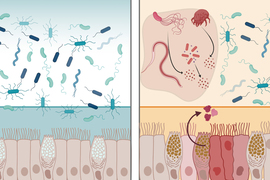 A view of healthy tissue on left shows bacteria and health mucus layer. On right, viruses appear and are blocked by mltln2 in the mucus layer.