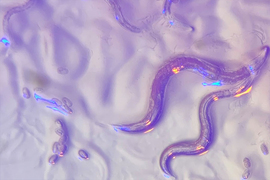 Enlarged image of two Caenorhabditis elegans worms