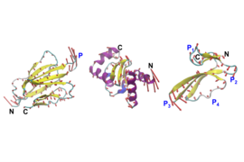 Three ribbon diagrams of proteins in a 3D format, each in different colors
