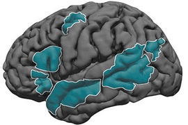 A grayscale illustration of the human brain with various regions highlighted in teal