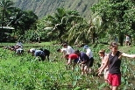 MIT students weed a taro field at the farm of Kia Fronde (standing at left rear), who introduced them to native culture and agriculture as well as hydrology.