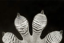 This foot of a Tokay gecko shows its adhesive pads. The gecko, whose feet enable it to cling tightly while upside down or on vertical surfaces, helped inspire a new medical bandage created by an MIT-led research team.