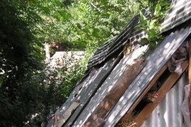 A livestock shelter in Kashmir. The community had used straw (a locally sourced material) as an infill between two corrugated galvanised iron sheets to make the shelter more comfortable for the livestock. <a onclick="MM_openBrWindow('itw-insul-1-enlarged.html','','width=509, height=583')"><span onmouseover="this.className='cursorChange';"><strong>Open image gallery</strong></span></a><no...