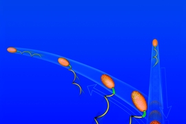 Motile marine bacteria exploit a buckling instability of the flexible hook (green) at the base of their flagellum (yellow) to change swimming direction, turning what is otherwise a structural failure into a fundamental biological function. 
