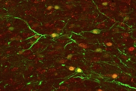 The nucleus accumbens, a key reward-related structure that lights up when a positive memory is reactivated in the hippocampus. 