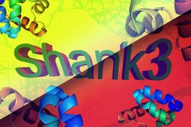 The gene Shank3 has been linked to both autism and schizophrenia. Researchers found that two different mutations of the Shank3 gene produce some distinct molecular and behavioral effects in mice.

