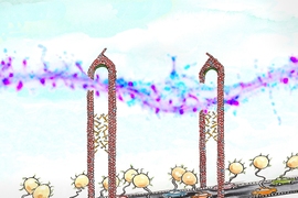 MIT neuroscientists discovered that the protein CPG2 connects the cytoskeleton (represented by the scaffold of the bridge) and the endocytic machinery (represented by the cars) during the reabsorption of glutamate receptors. Each "car" on the “bridge" carries a vesicle containing glutamate receptors.
