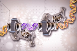 “This finding really excites us because it makes us think that this is a gene repair system that could be used to treat a range of diseases — not just tyrosinemia but others as well,” Daniel Anderson says.
