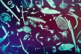 “If (mixotrophs) weren’t in the oceans, we’re suggesting atmospheric carbon dioxide might be higher, because there would less of the large, carbon rich particles formed which efficiently transfer carbon to depth,” Mick Follows says. 
