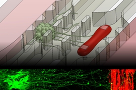 A new microfluidic device that replicates the neuromuscular junction — the vital connection where nerve meets muscle — contains a small cluster of neurons (green) and a single muscle fiber (red). A fluorescence image, bottom, shows the motor neurons sending out axons toward a muscle strip over a distance of about 1 millimeter.
