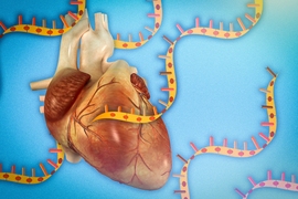 In a new study, MIT biologists have deciphered the structure of one type of long noncoding RNA and used that information to figure out how it interacts with a cellular protein to control the development of heart muscle cells.
