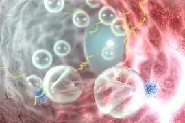 MIT engineers have shown that they can use short bursts of ultrasound to efficiently deliver RNA into cells.
