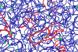 Researchers have found a new approach for reducing the number of loops (red) in a polymer. The method could offer an easy way for manufacturers of industrially useful materials such as plastics or gels to strengthen their materials.
