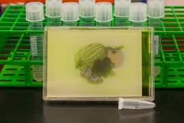 Researchers produced colored images on culture plates by using red, green, and blue lights to control the pigment produced by bacteria with “multicolor vision.”  The image has been color-corrected in Photoshop to improve contrast. 
