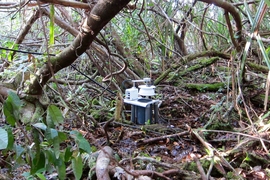 The researchers were able to see how peatlands function under normal conditions, to provide a baseline for better understanding as the lands change. 
