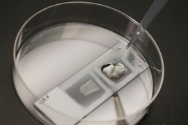 This expansion allows researchers to see features with a conventional light microscope that ordinarily could be seen only with an expensive, high-resolution electron microscope. It also reveals additional molecular information that the electron microscope cannot provide.
