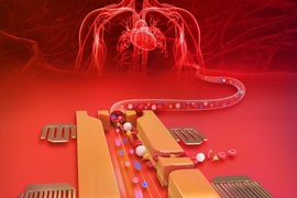 This schematic shows a microfluidic device that uses sound waves to separate exosomes (pink spheres) from other components of blood. 
