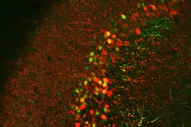 A high magnification image shows hippocampal CA3 memory engram cells (red). One day after learning, memory recall tests are performed and the recall-induced activated CA3 cells are shown in green staining. The red CA3 engram cells that are also green (i.e., yellow by overlap) represent engram cells that have been reactivated during memory recall.
