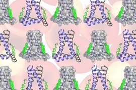 Using a technique called solid-state nuclear magnetic resonance (NMR) spectroscopy, an MIT team found that two cholesterol molecules bind to a flu protein called M2 to sever viral buds from their host cell. The molecular configuration creates an exaggerated wedge shape inside the cell membrane that curves and narrows the neck of the budding virus until the neck breaks.
