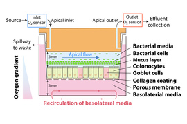 microbiome model