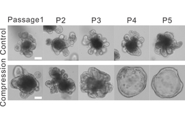 morphology of intestinal organoids