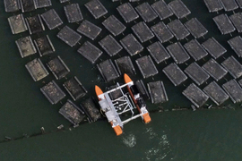 Oystamaran robot among oyster bags