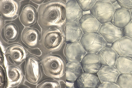 2 extreme close-ups of the hydrogels, looking like water balloons packed tightly together.