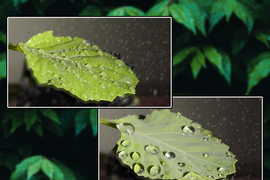 Two leaves sprayed with droplets, one has a lot of droplets, one has a few droplets