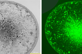 Two views of petri dishes