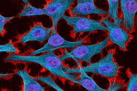Human cells