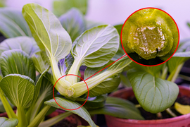 Photo of Pak choy. Inset shows a tape-like patch on the bottom of the pak choy.