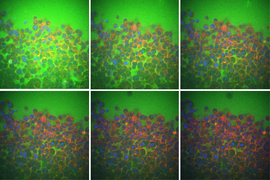 Six boxes show colorful cells shrinking.