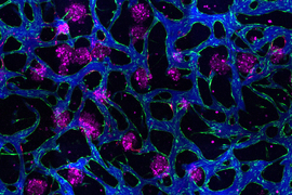 Colorful microscopic view of blood vessels