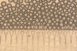 Side of tiny device shows pipettes releasing microspheres.
