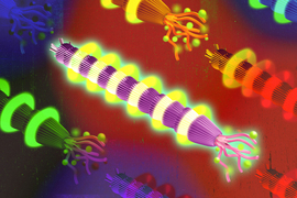 Glowing bacteriophages are coated with different antigens