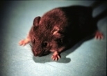 Whitehead scientists were able to modify genetic material in embryonic cells before using these cells to clone Tetley, the transgenic clone shown above.
