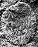 This and other fossils of the world's first complex animals date from more than half a billion years ago.