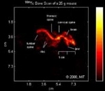 Bone scans of a mouse with a high-resolution collimator (the technology currently in use) at top, and with Roberto Accorsi's new Coded Aperture Camera (bottom).