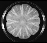 A yeast culture that Dr. Todd Reynolds grew in a Jello-like medium spreads out, forming beautiful floral patterns. Yet when the same yeast was grown on plastic, it formed biofilms, which are potentially dangerous.