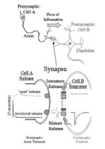 This diagram illustrates a synapse in the central nervous system. Neurotransmitter molecules are released from presynaptic terminals along the axon of nerve Cell A, travel through the synaptic cleft and reach the postsynaptic terminal on Cell B's dendrite. If the transmitter released reaches a peak concentration quickly (within 1 millisecond) as in a mature release, receptors can detect the messag...