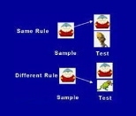 The monkeys in the MIT study learned two abstract concepts: If the "same" rule was cued, monkeys released a joystick if the images were the same; and if the "different" rule was cued, they released the joystick if the pictures were different. Monkeys could apply these rules to pictures they had never seen before. Many more brain cells in the prefrontal cortex were devoted to the rules -- same or d...