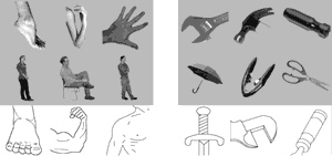 In the latest in a series of findings on highly specific brain functions by Nancy Kanwisher, professor of brain and cognitive sciences at MIT, researchers have identified the extrastriate body area (EBA) in the brain. The EBA responds strongly to pictures of body parts such as those pictured on the left, and does not respond strongly to similarly shaped images such as those on the right.