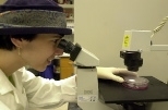 Shulamit Levenberg, a postdoctoral associate in chemical engineering, surveys cell cultures at a microscope in the Langer lab.