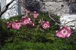 Dogwood tree