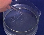 This is an elongated fiber of the new biodegradable plastic  with "memory" creating a permanent corkscrew form, such as those used  in medical stents, when heated to a certain temperature.