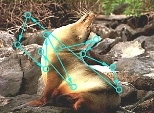 This figure shows a sequence of eye movements made by a monkey that is freely viewing a natural image, a seal on a rocky beach. The circles represent fixation locations. Natural viewing is an active process in which the eye moves between image locations that vary in content.