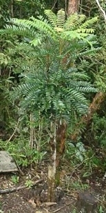 Tongkat Ali